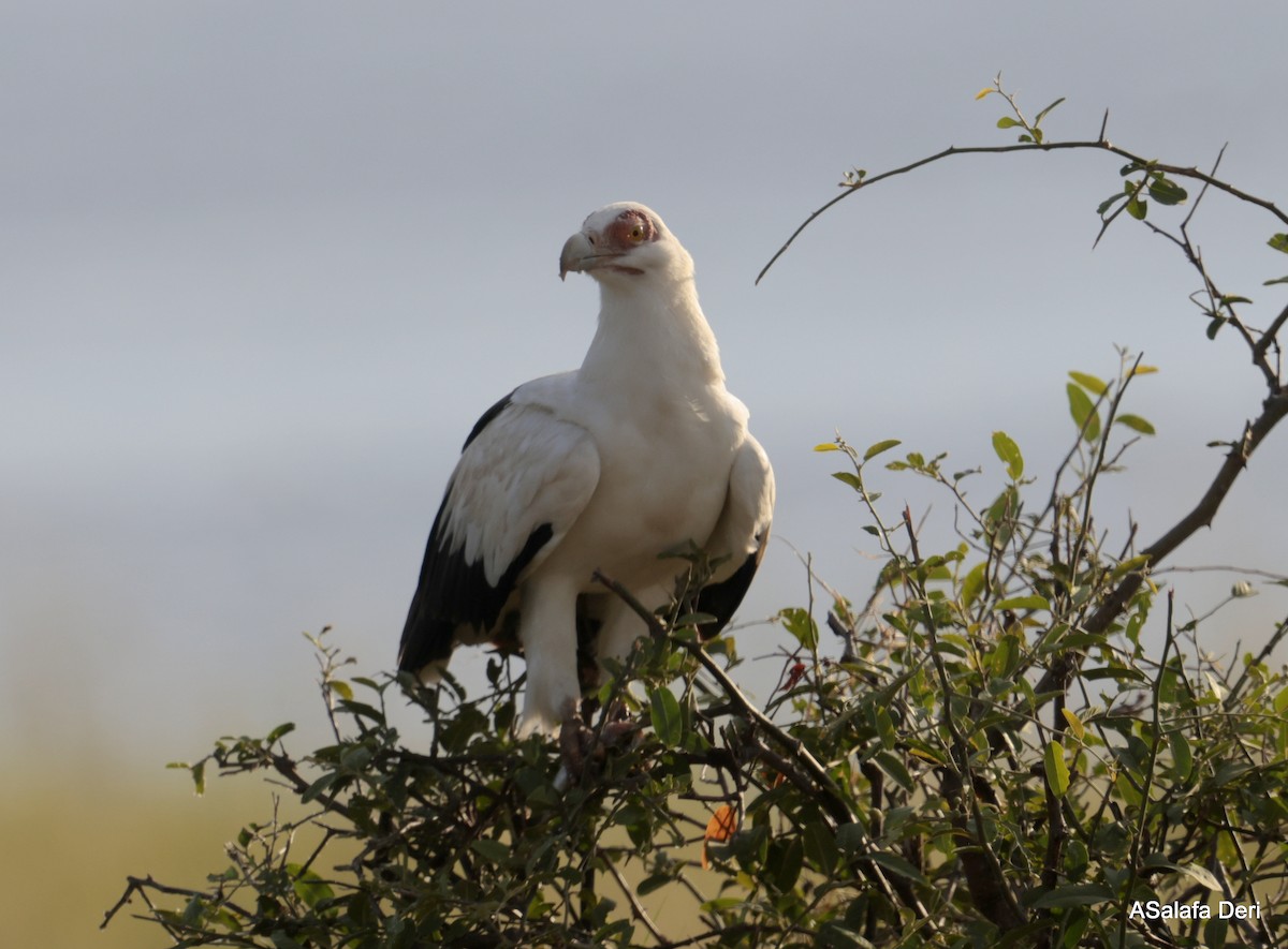 Palm-nut Vulture - ML610562965