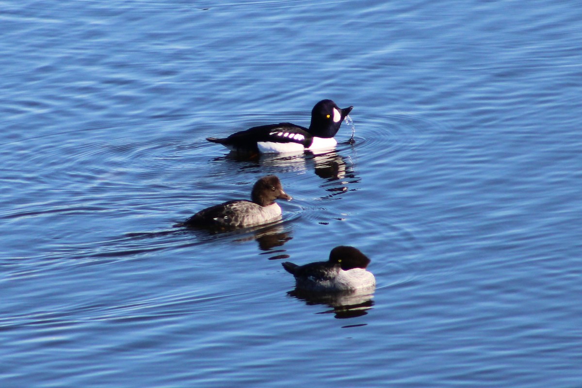 Barrow's Goldeneye - ML610563172