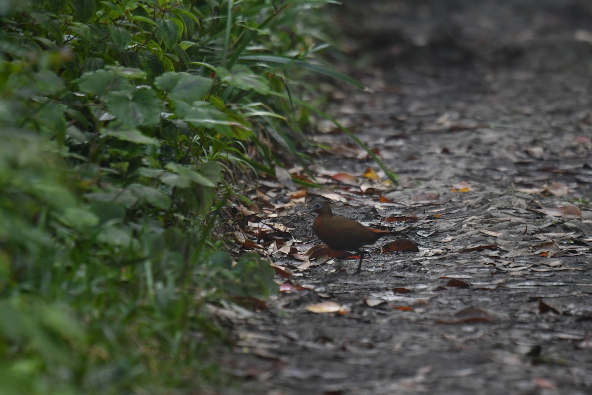 Madagascar Forest Rail - ML610563193