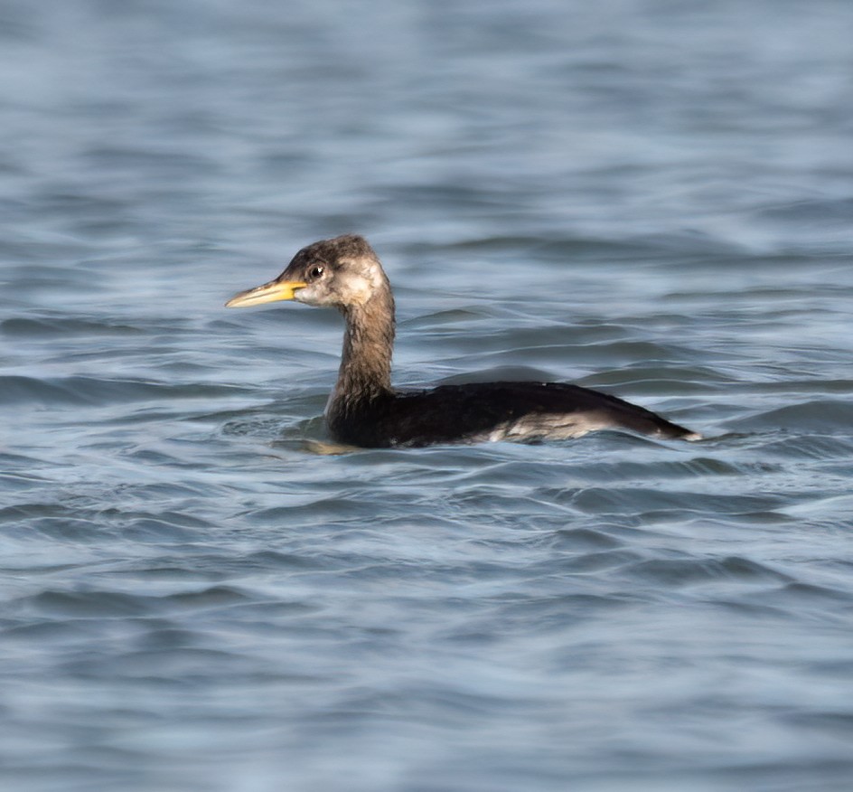 赤頸鸊鷉 - ML610563197