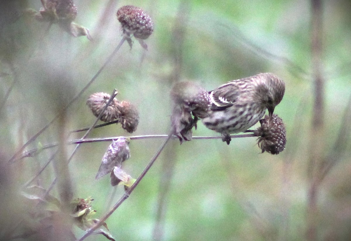 Pine Siskin - ML610563206