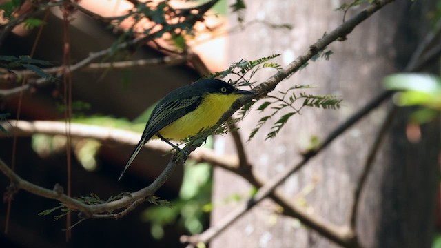 Common Tody-Flycatcher (cinereum Group) - ML610563282