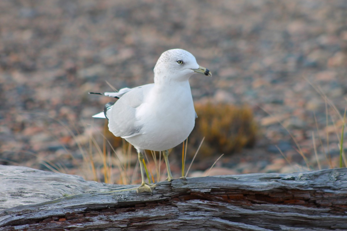 Ring-billed Gull - ML610563294