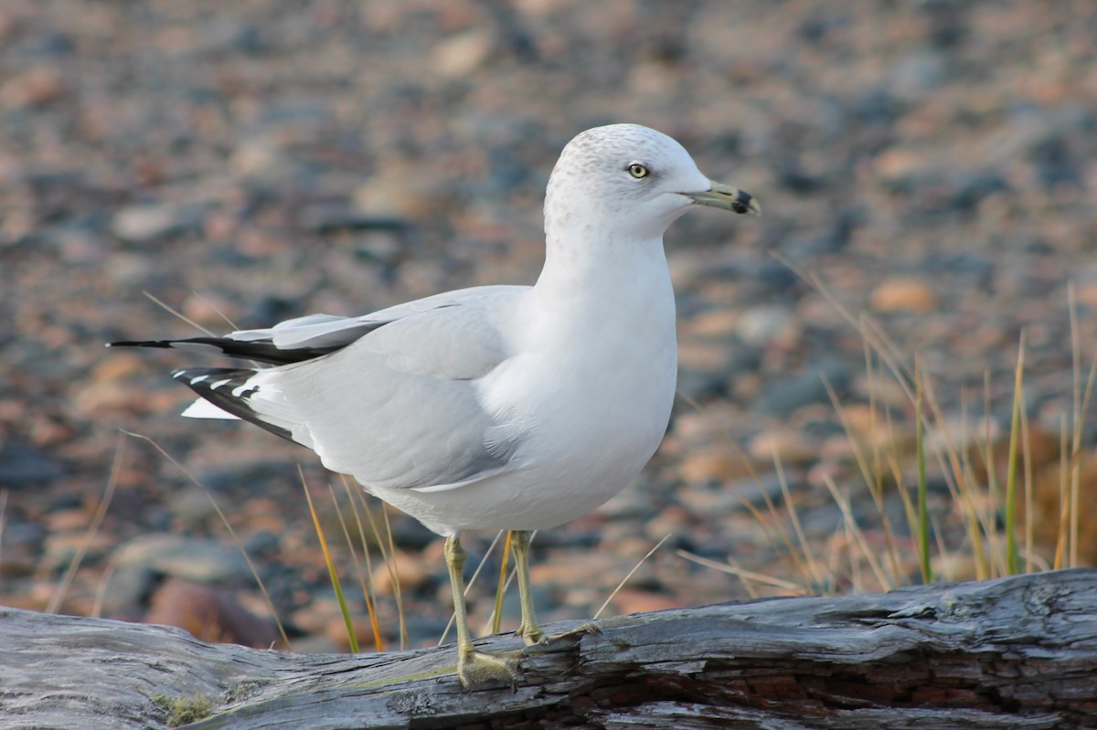 Ring-billed Gull - ML610563295