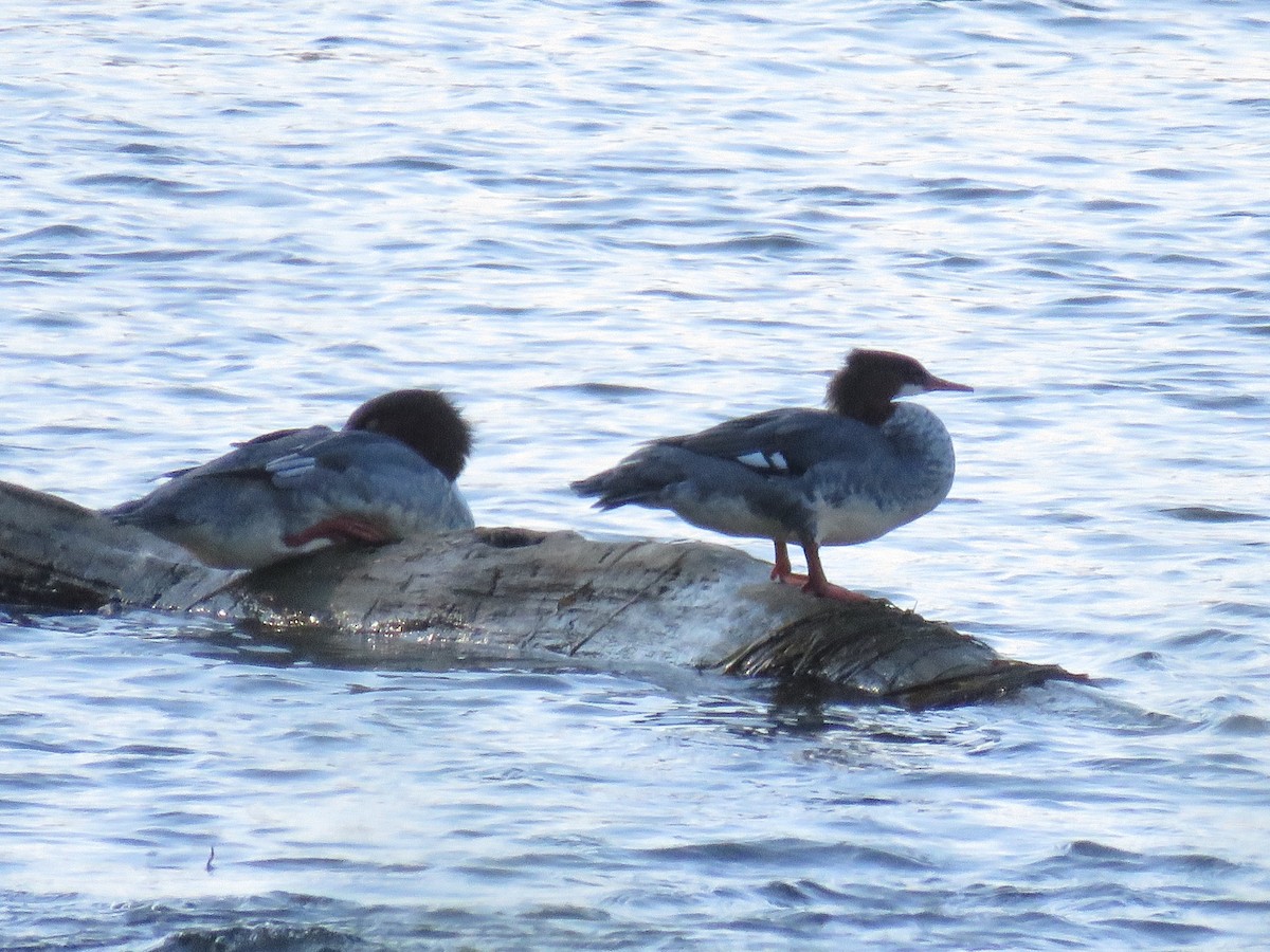 Common Merganser - ML610563327