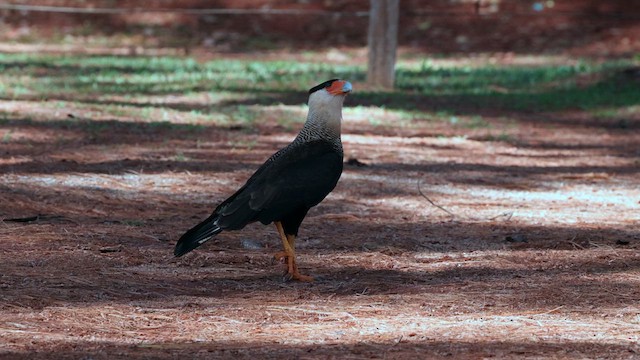 Caracara huppé (plancus) - ML610563329