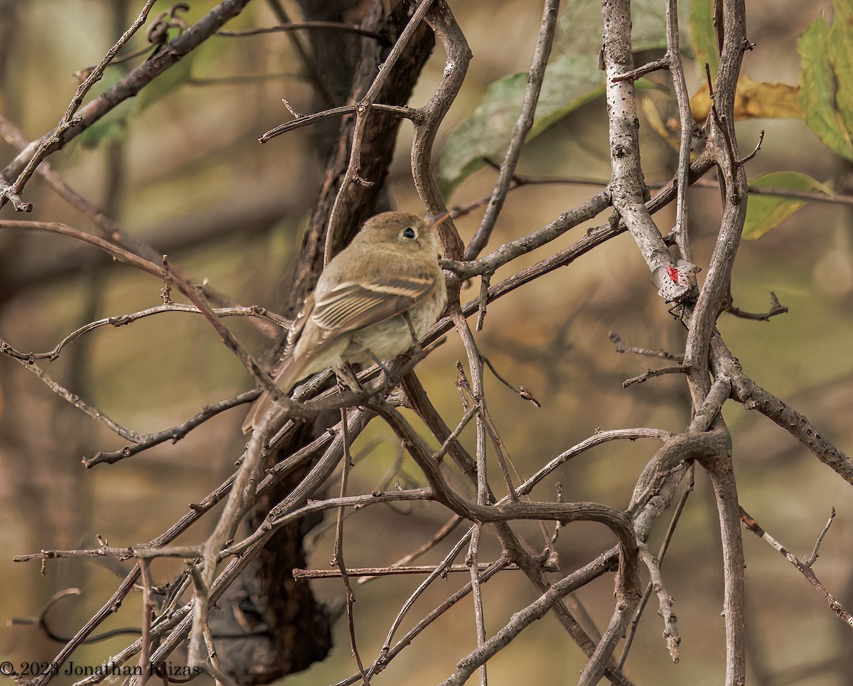 Western Flycatcher - ML610563371