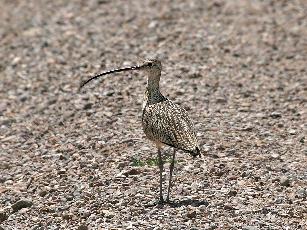 Long-billed Curlew - ML610563392