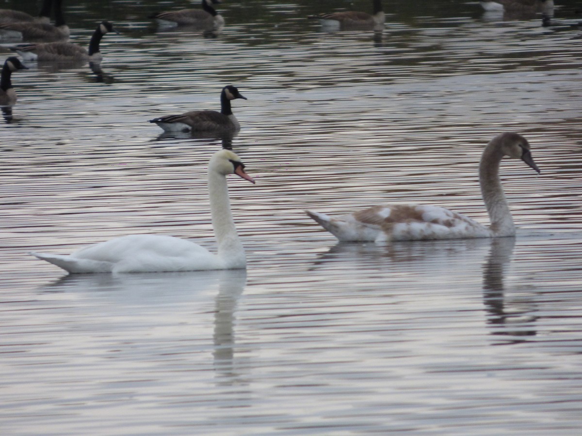 Cygne tuberculé - ML610563417