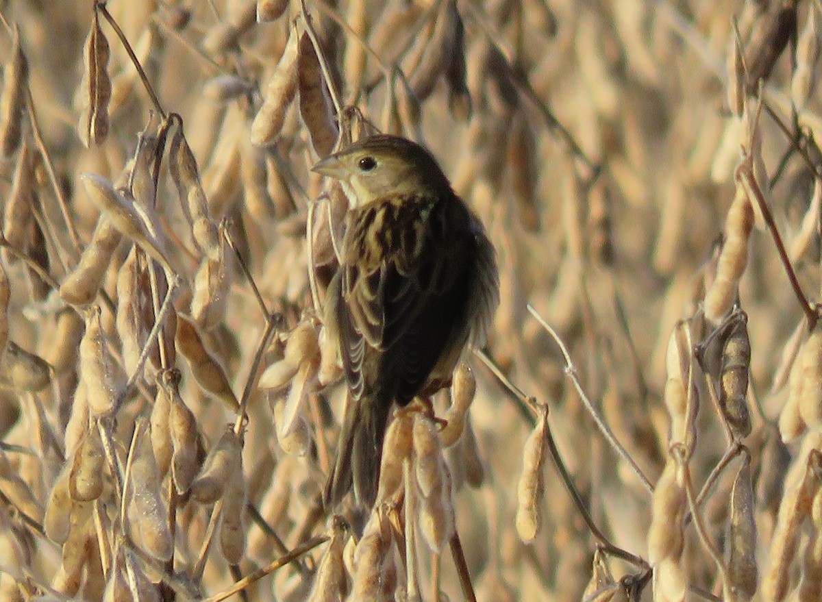 papežík americký - ML610563492