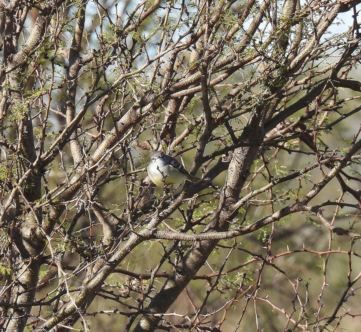 White-crested Tyrannulet (Sulphur-bellied) - Silvana Mallo