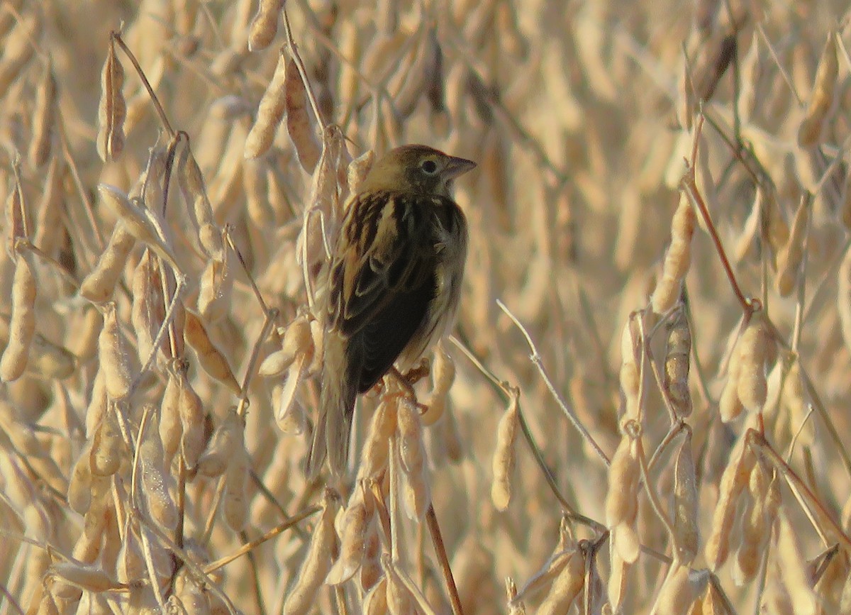 papežík americký - ML610563518