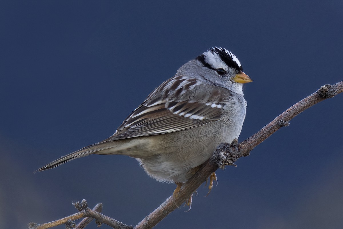 White-crowned Sparrow - Linus Blomqvist