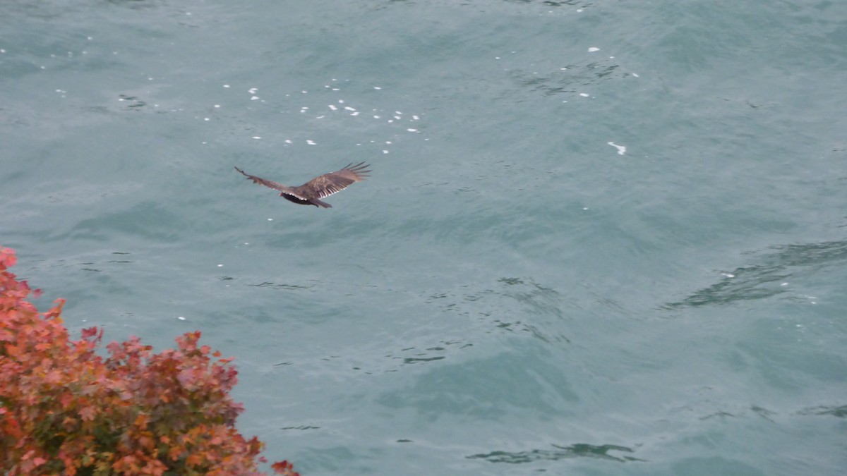 ヒメコンドル - ML610563548