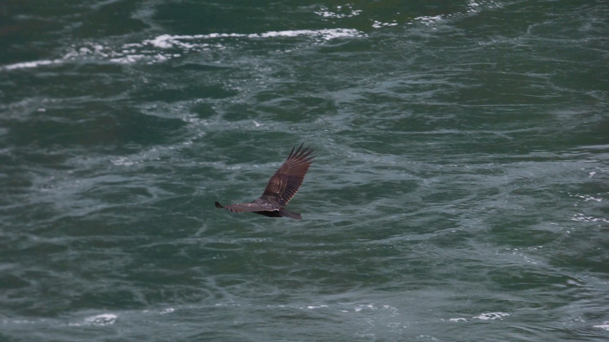 ヒメコンドル - ML610563550