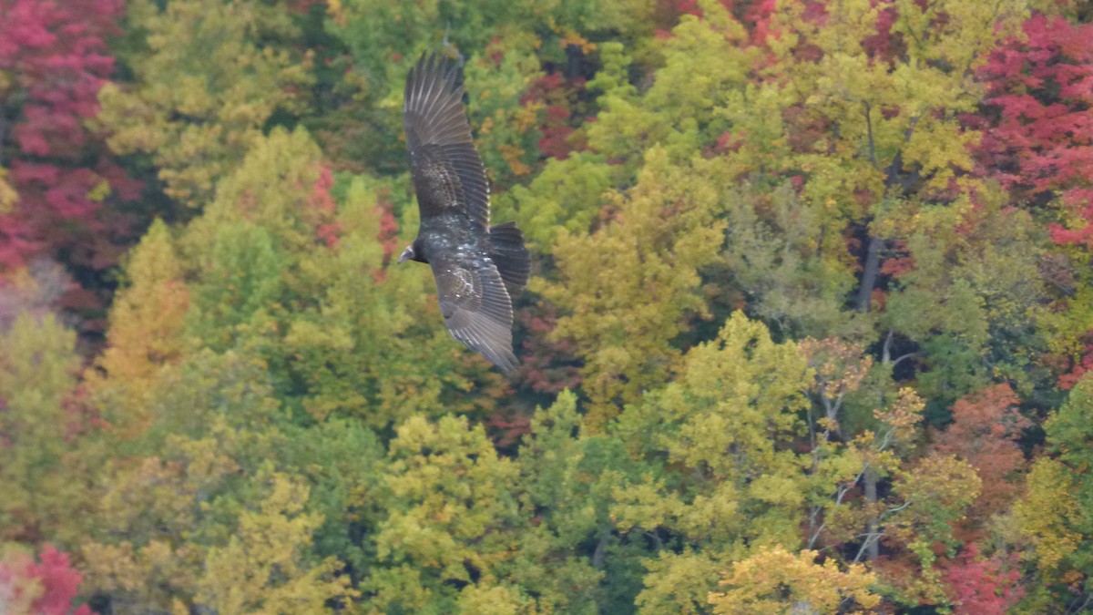 Turkey Vulture - ML610563551