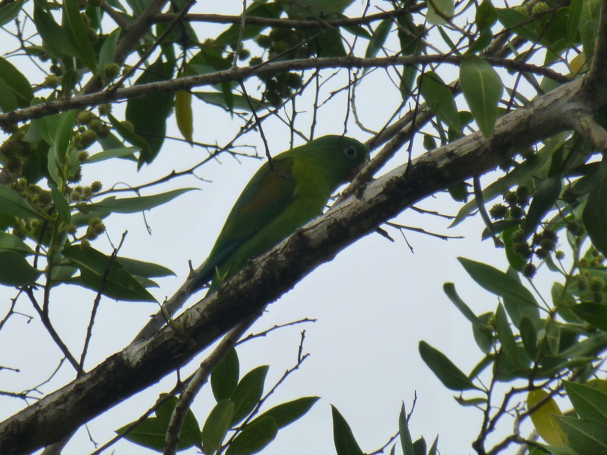 Orange-chinned Parakeet - ML610563575