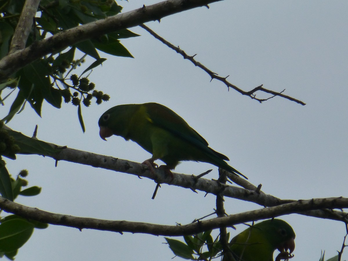 Orange-chinned Parakeet - ML610563576
