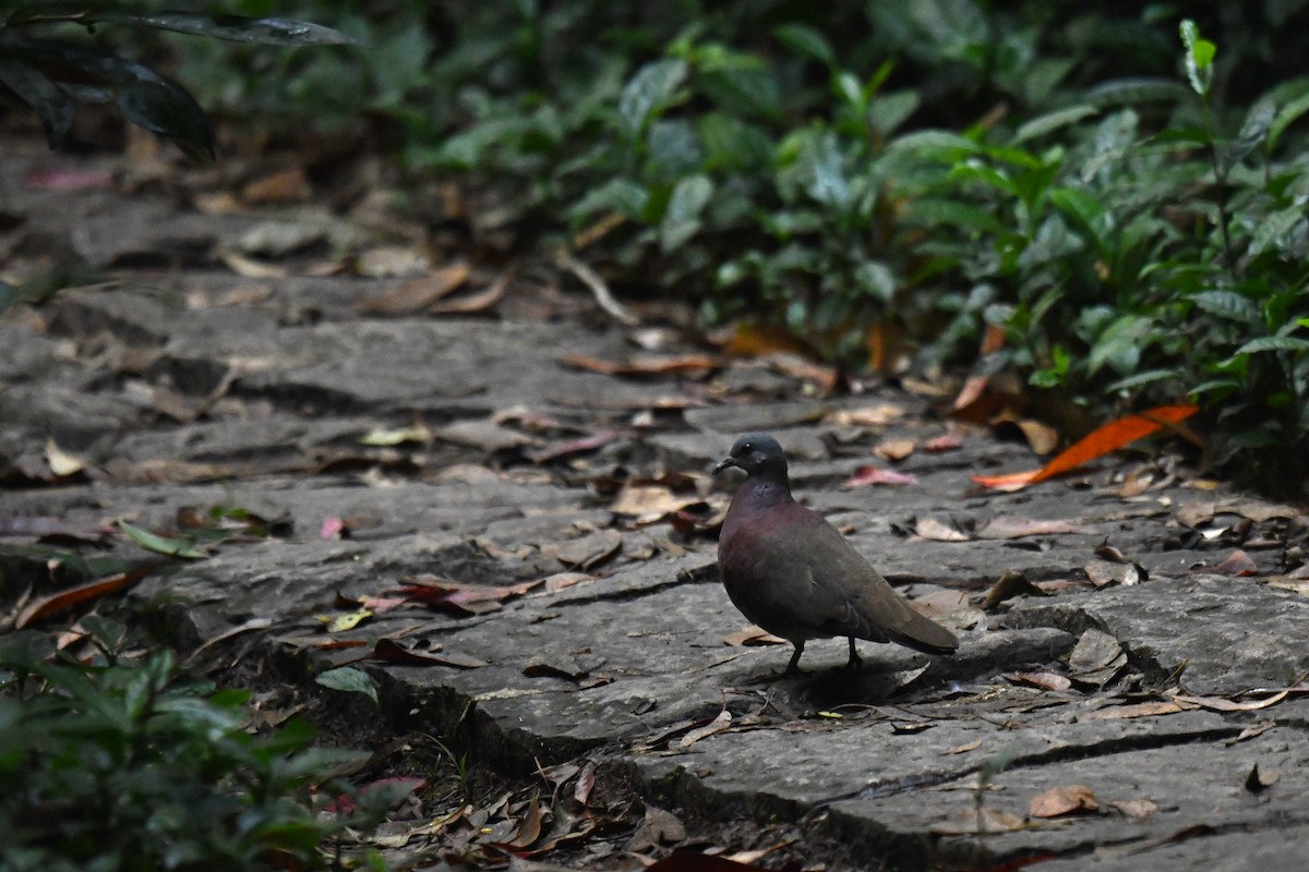 Malagasy Turtle-Dove - ML610563649