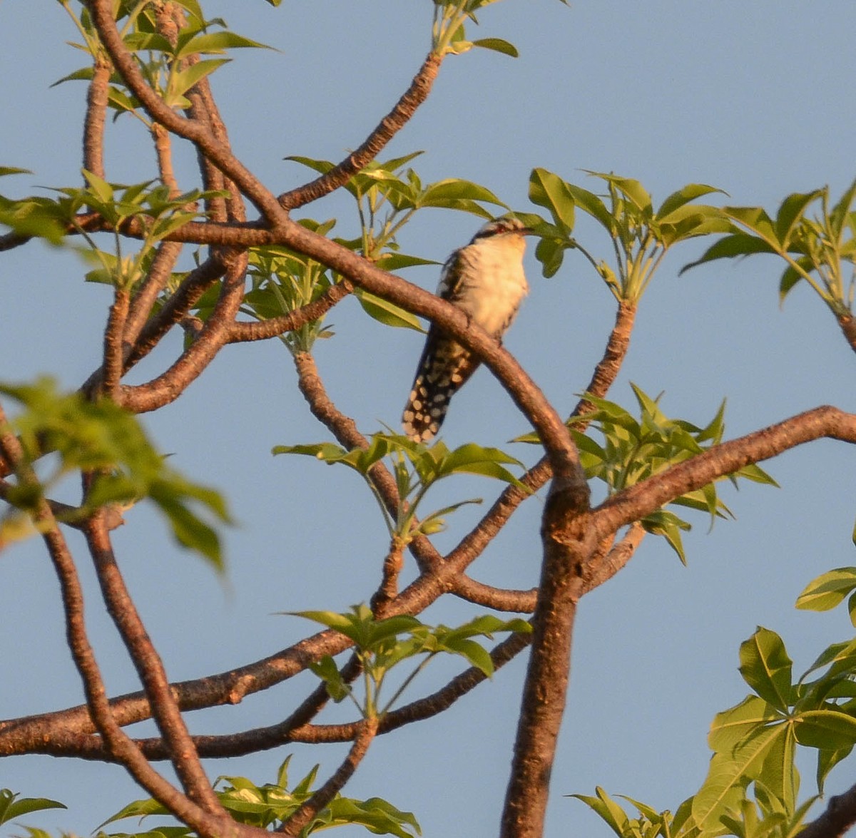 Dideric Cuckoo - Andrew Mack