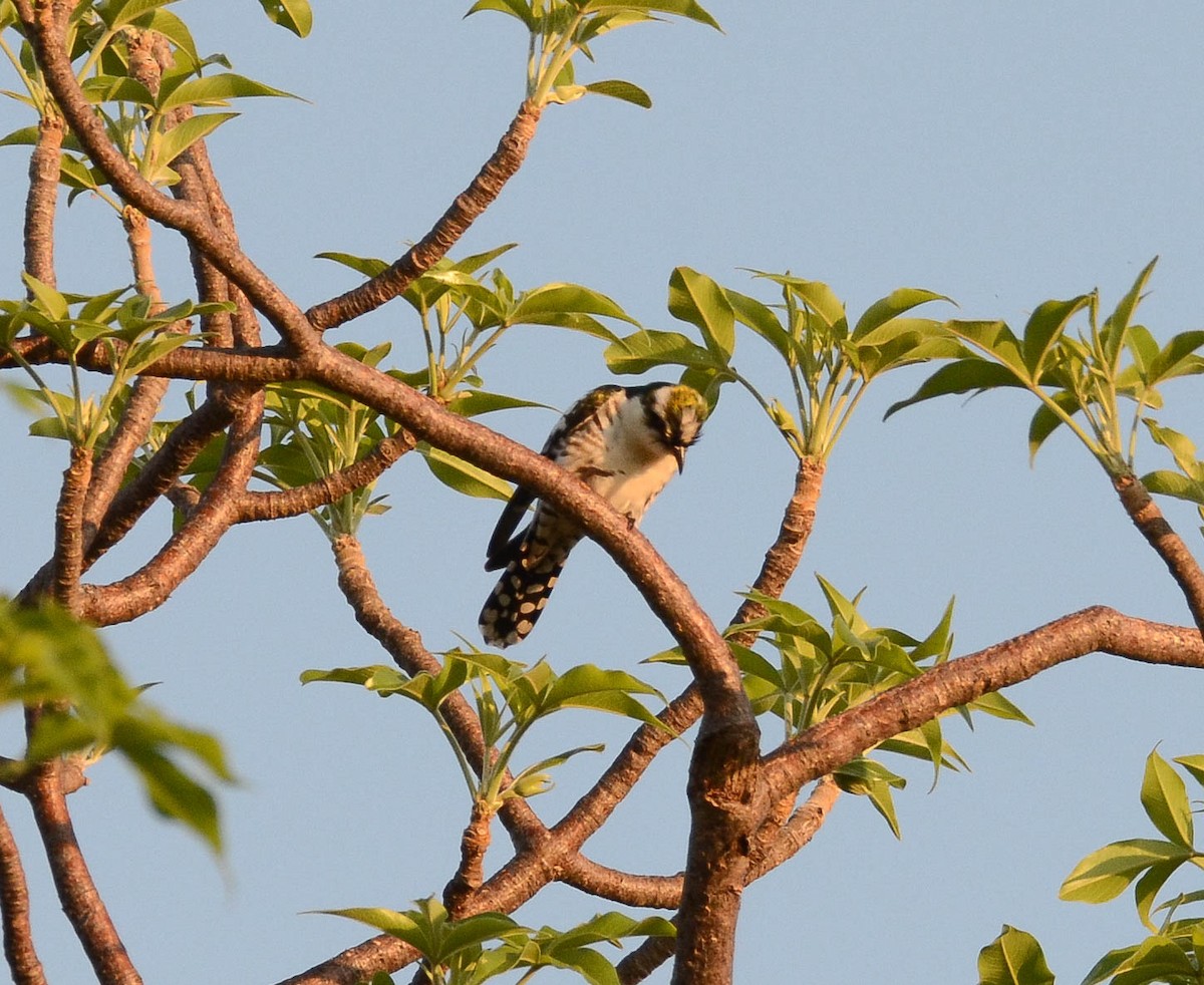 Dideric Cuckoo - ML610563904