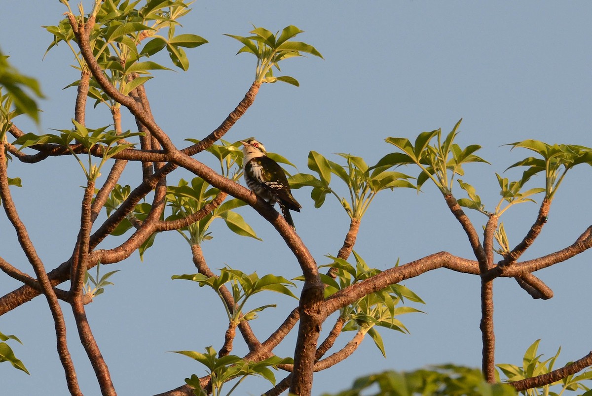 Dideric Cuckoo - ML610563905