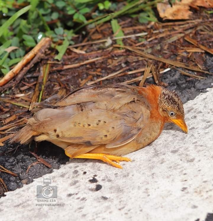 Yellow-legged Buttonquail - Shameer Kodiyathur