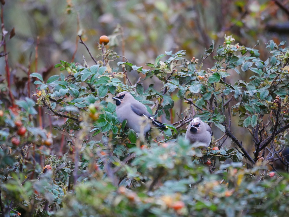 Bohemian Waxwing - ML610563998