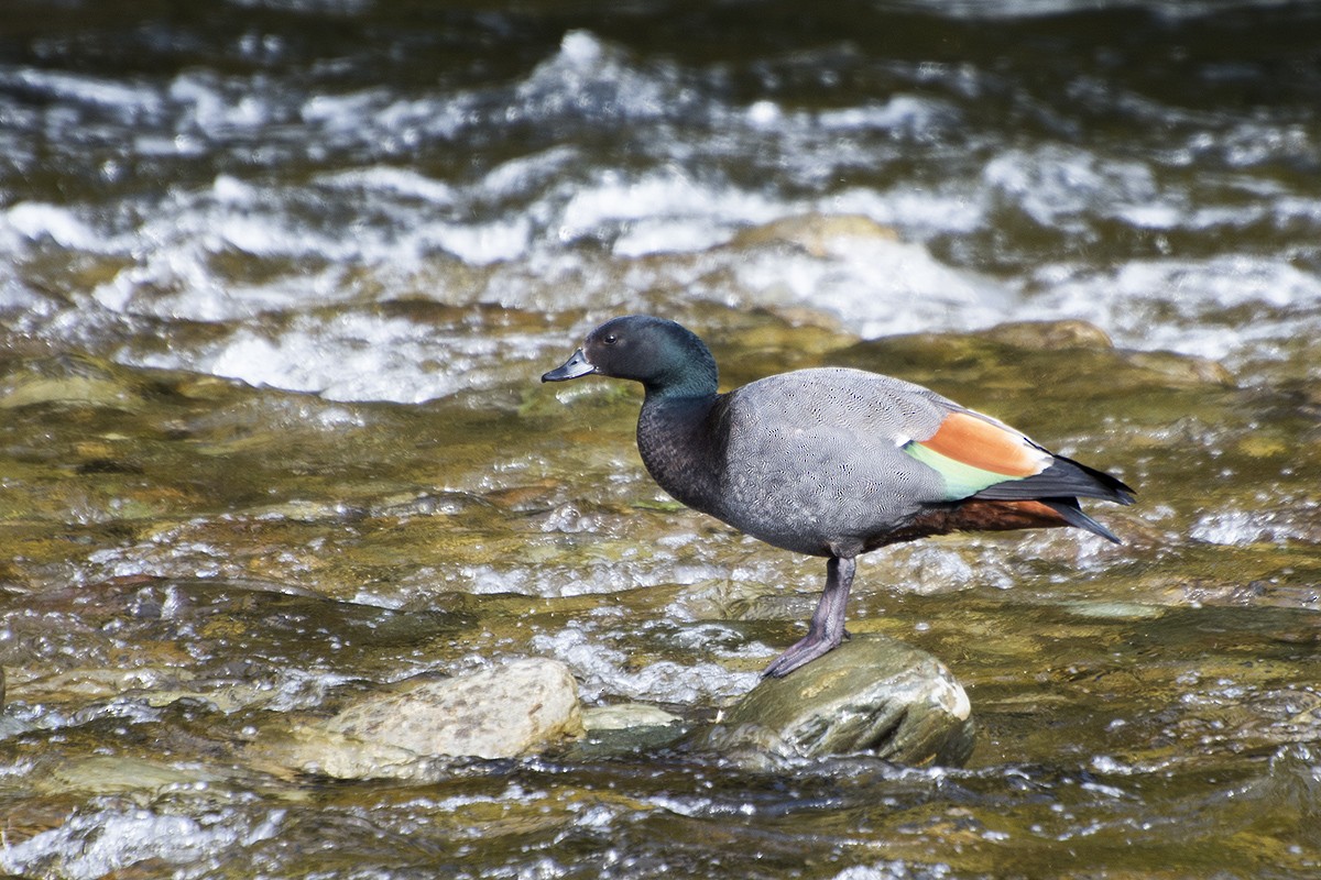 Paradise Shelduck - ML610564048