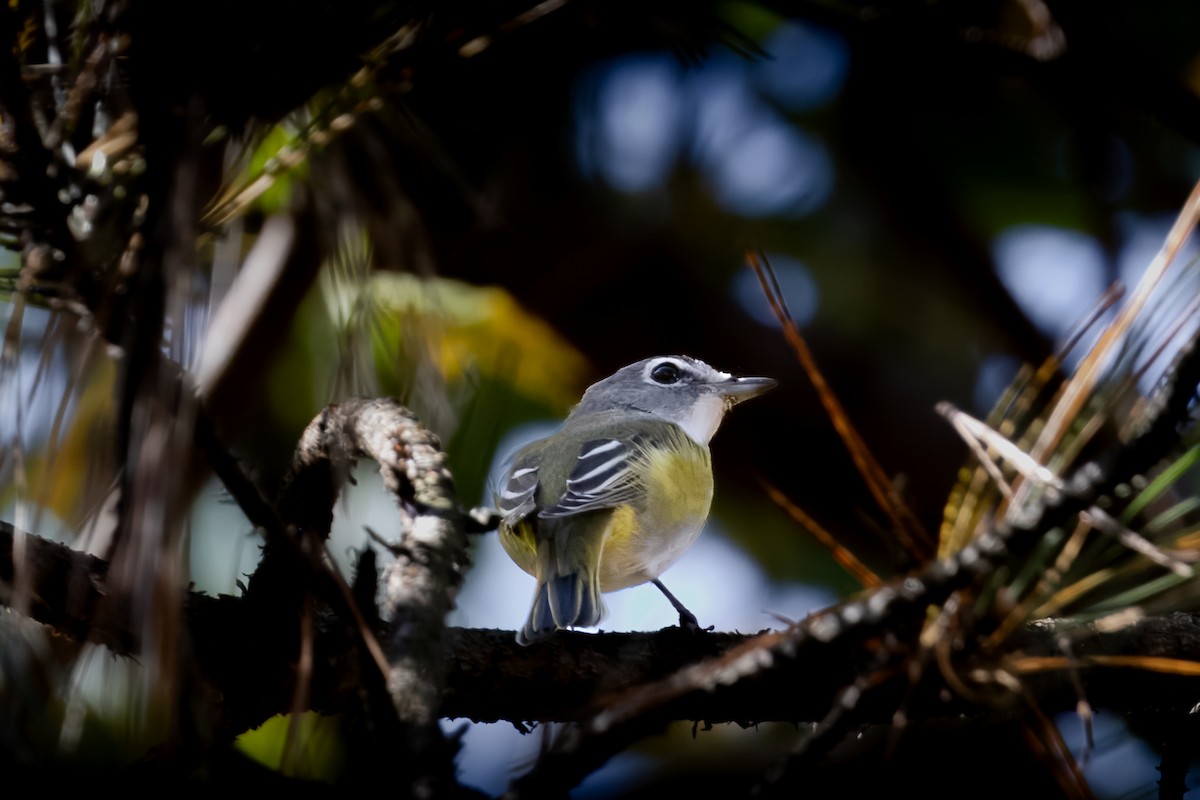 Mavi Başlı Vireo - ML610564067