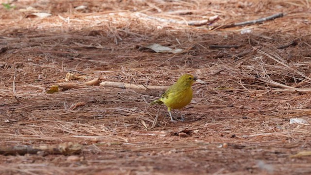 Saffron Finch (Saffron) - ML610564076