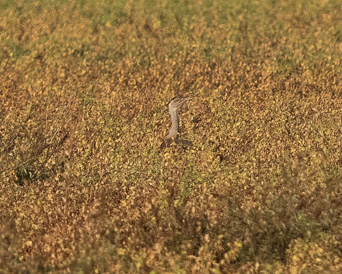 Australian Bustard - Simon Colenutt