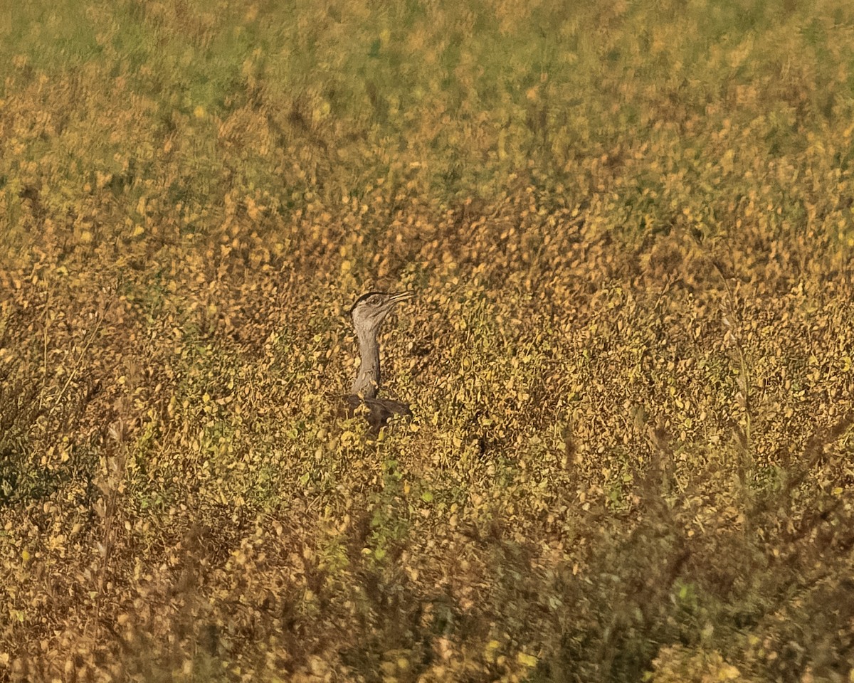 Australian Bustard - ML610564272