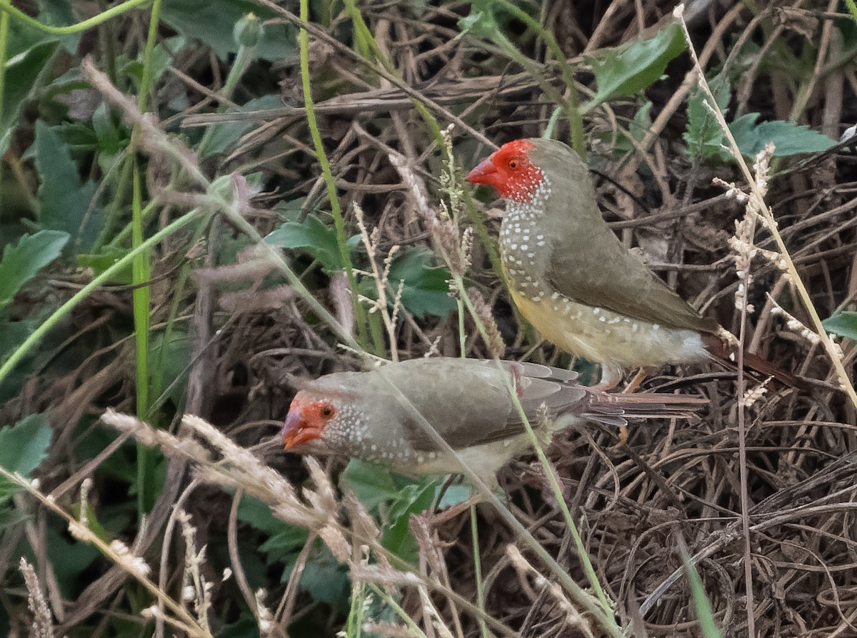 Star Finch - ML610564307