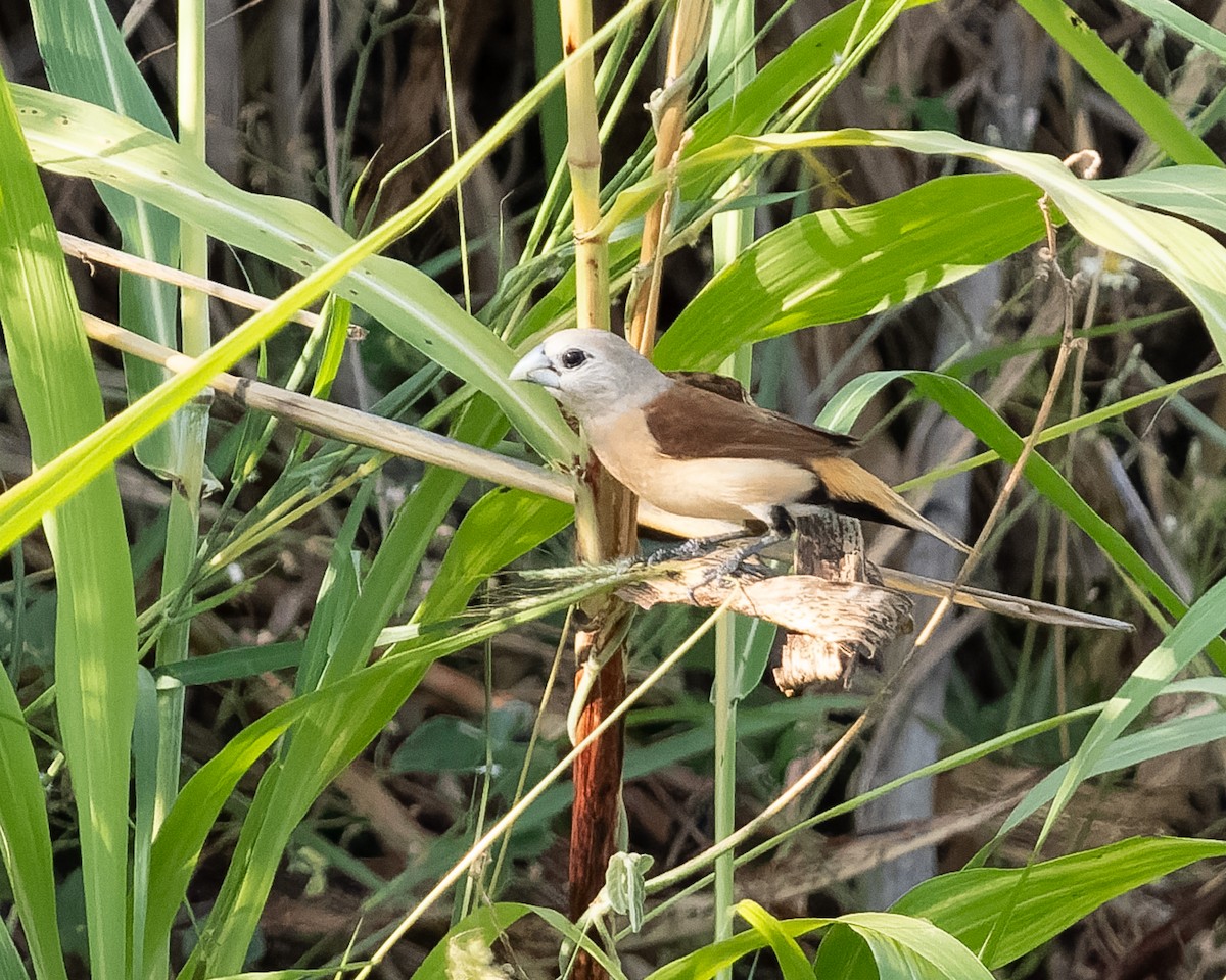 Yellow-rumped Munia - ML610564331