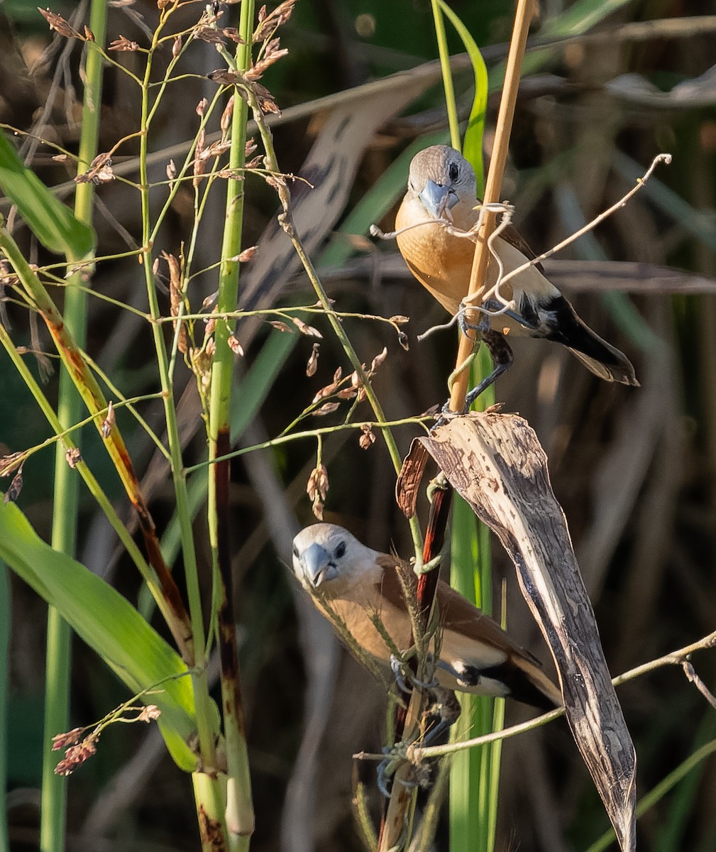 Yellow-rumped Munia - ML610564333