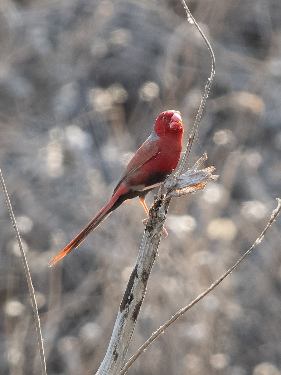 Crimson Finch - ML610564358