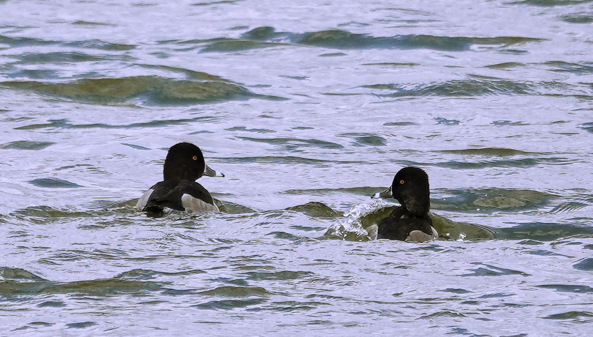 Ring-necked Duck - ML610564400