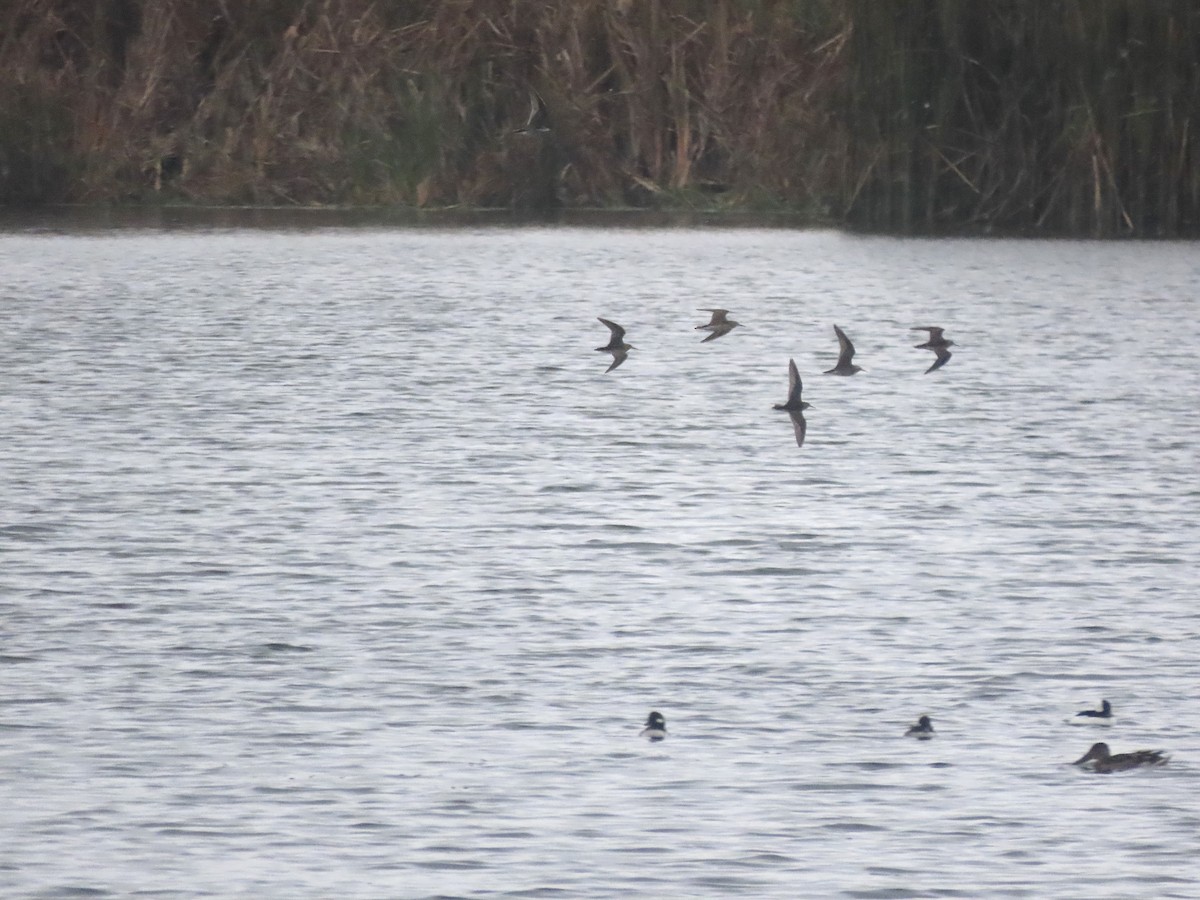 Pectoral Sandpiper - ML610564407