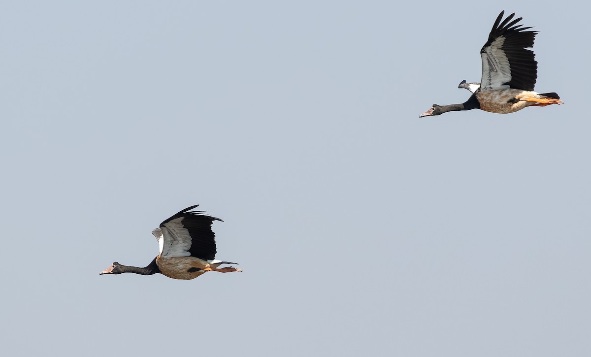 Magpie Goose - ML610564440