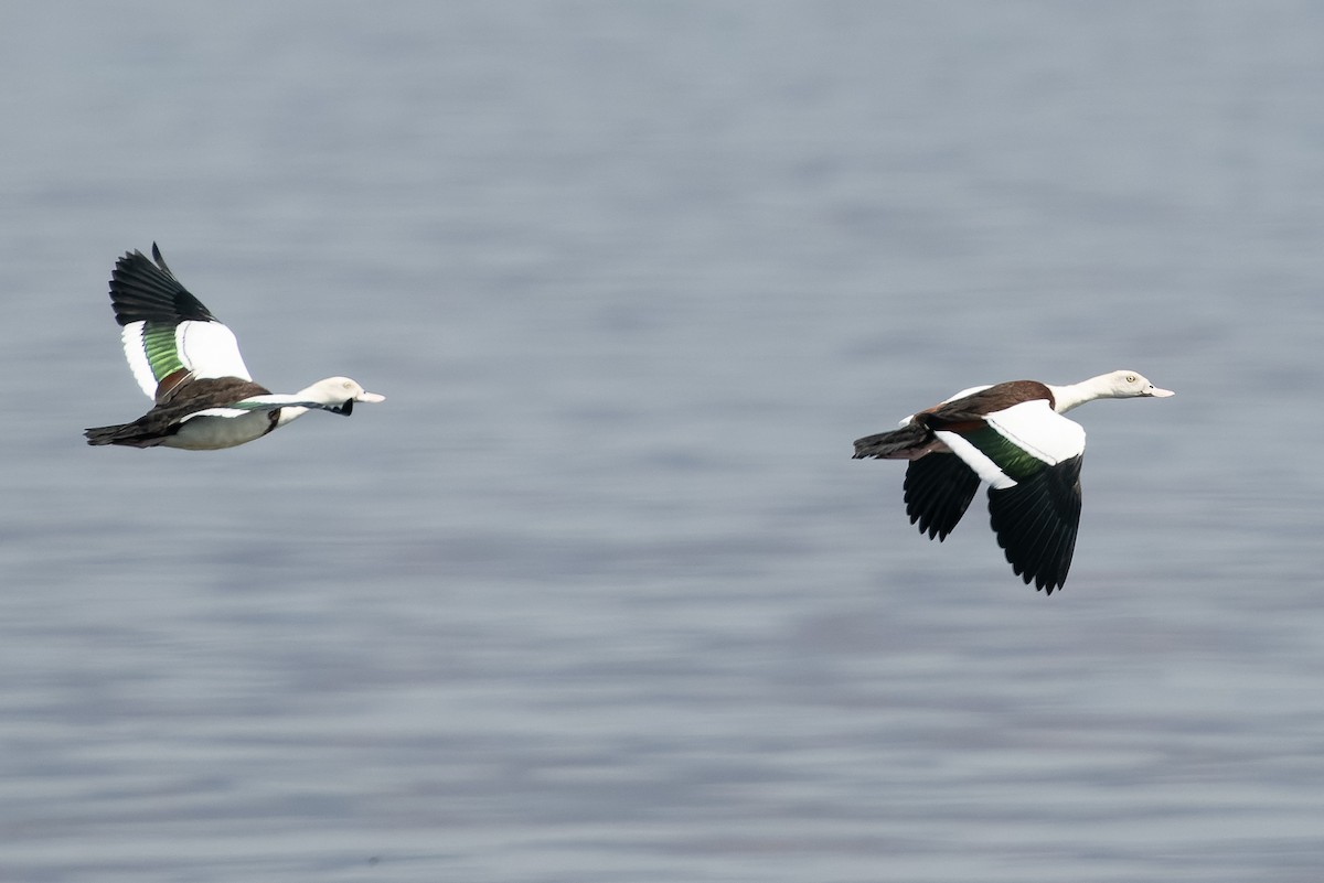 Radjah Shelduck - ML610564487