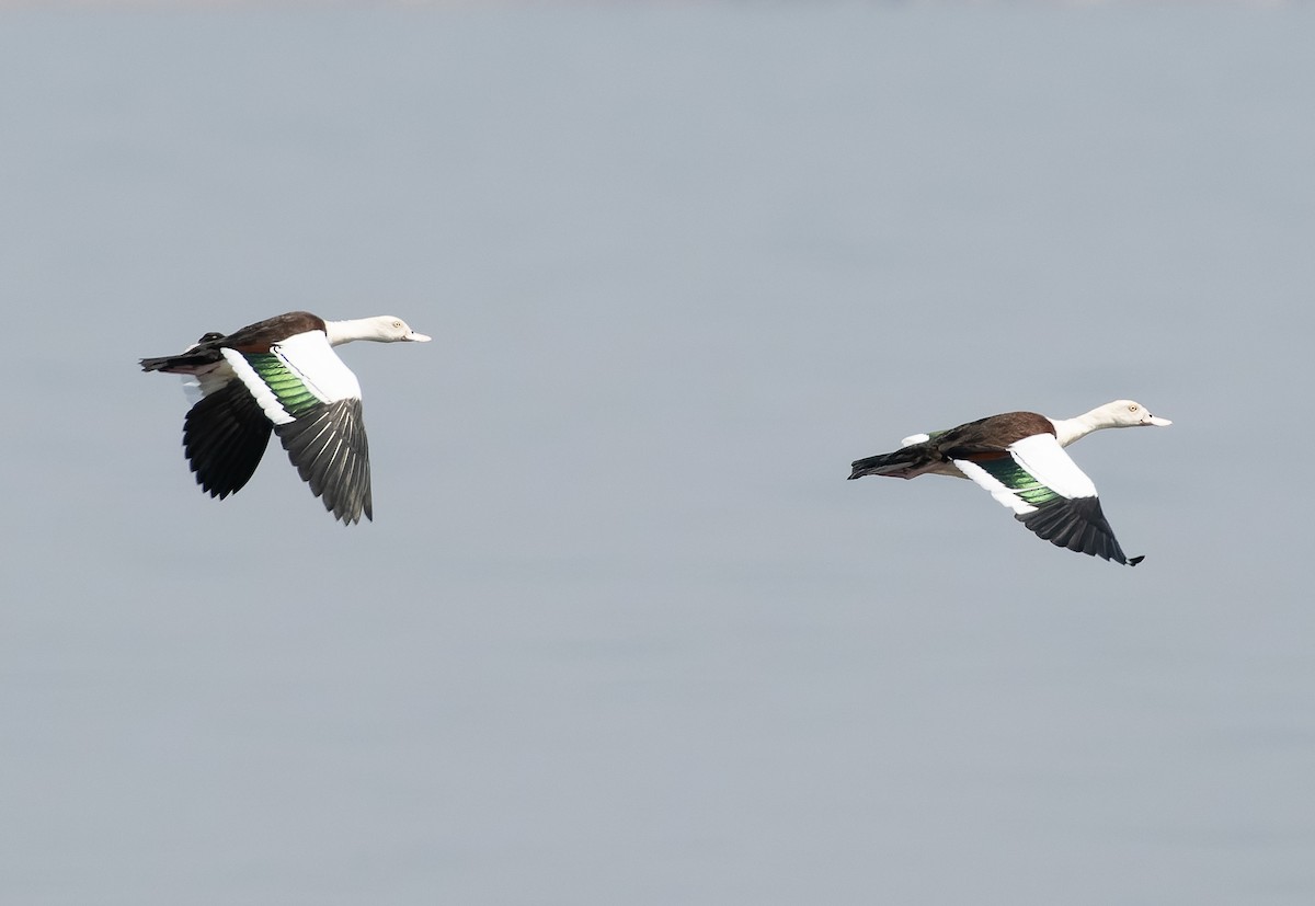 Radjah Shelduck - ML610564491