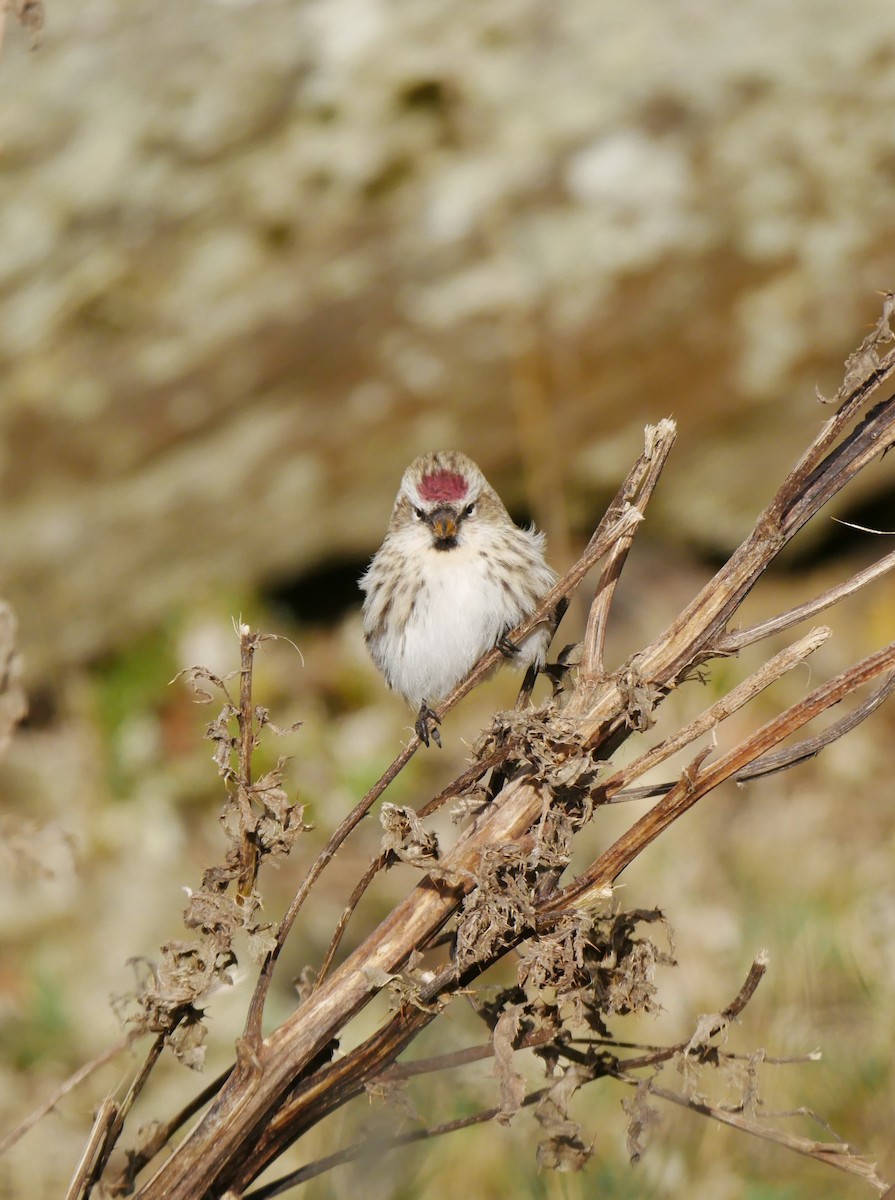 Common Redpoll - Gavin Thomas