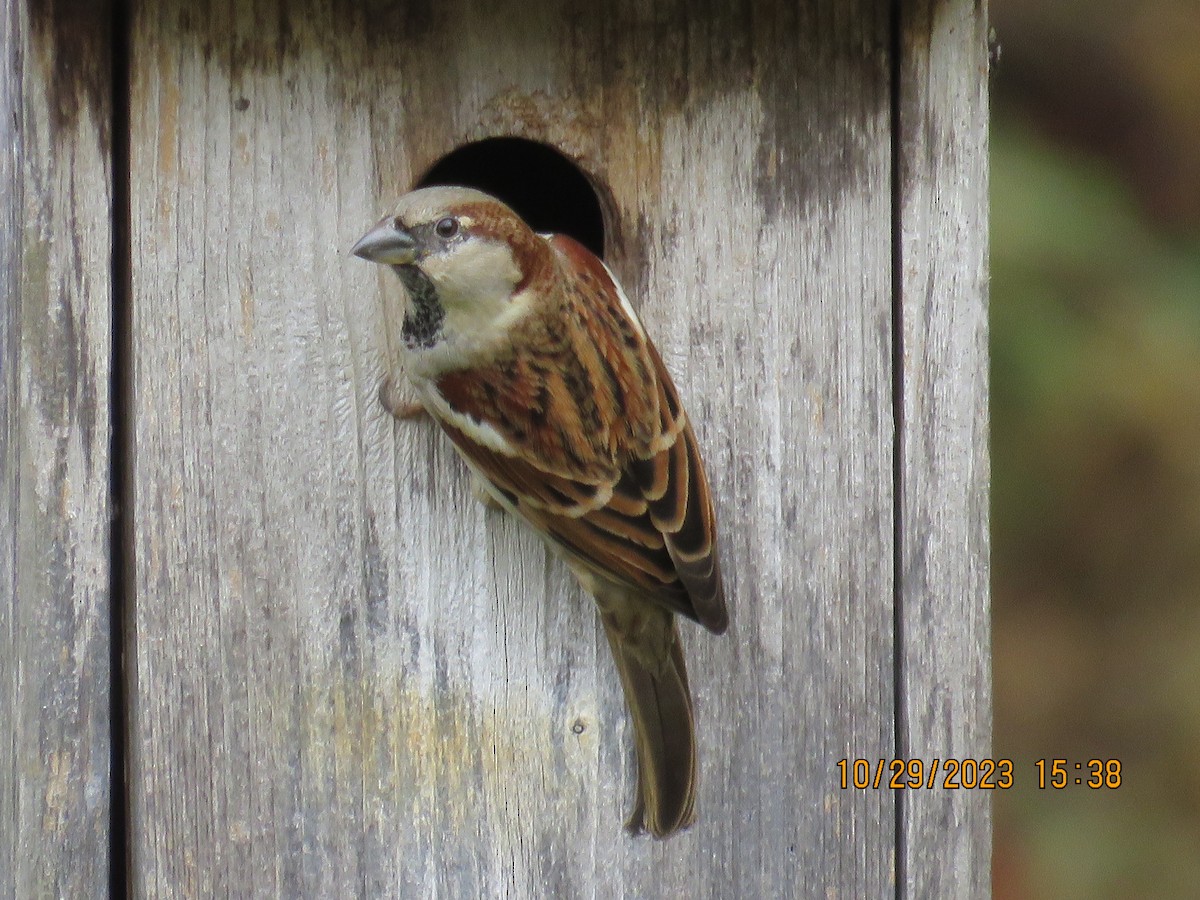 Moineau domestique - ML610564668