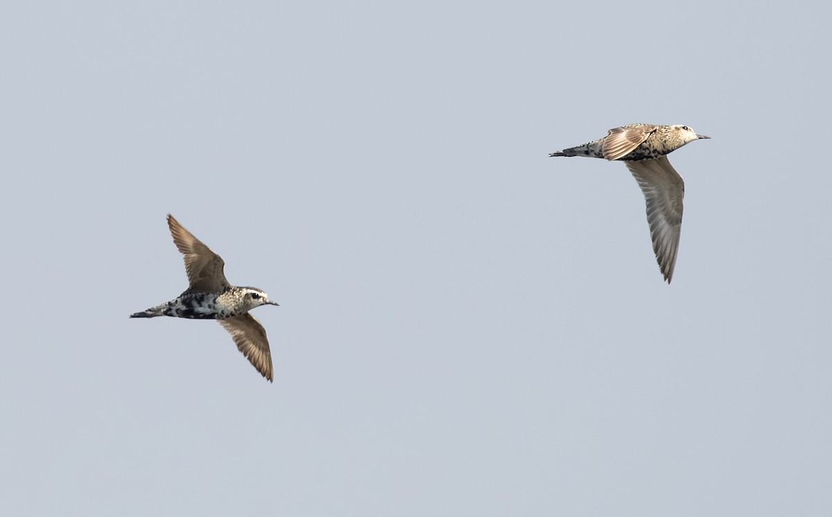 Pacific Golden-Plover - ML610564684