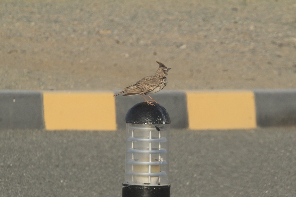 Crested Lark - ML610564713