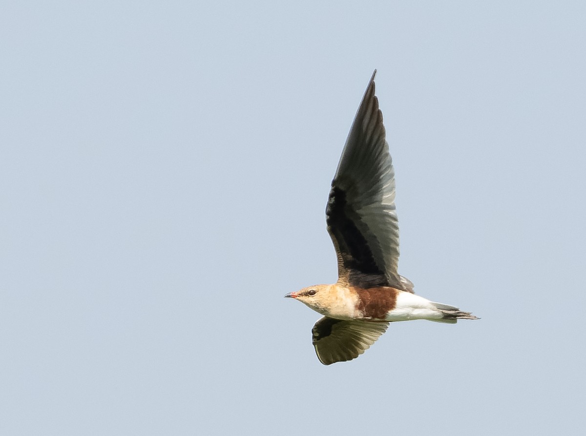 Australian Pratincole - ML610564716