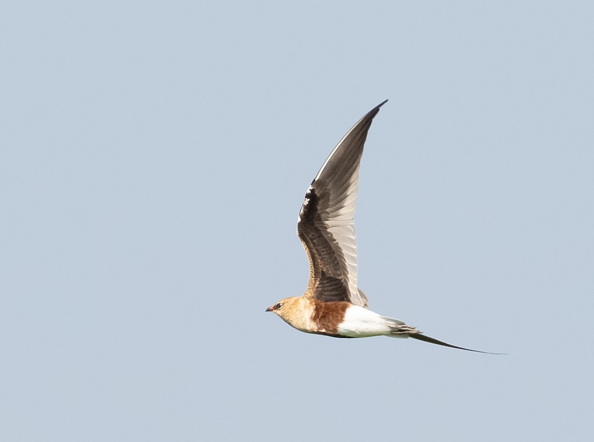 Australian Pratincole - ML610564717