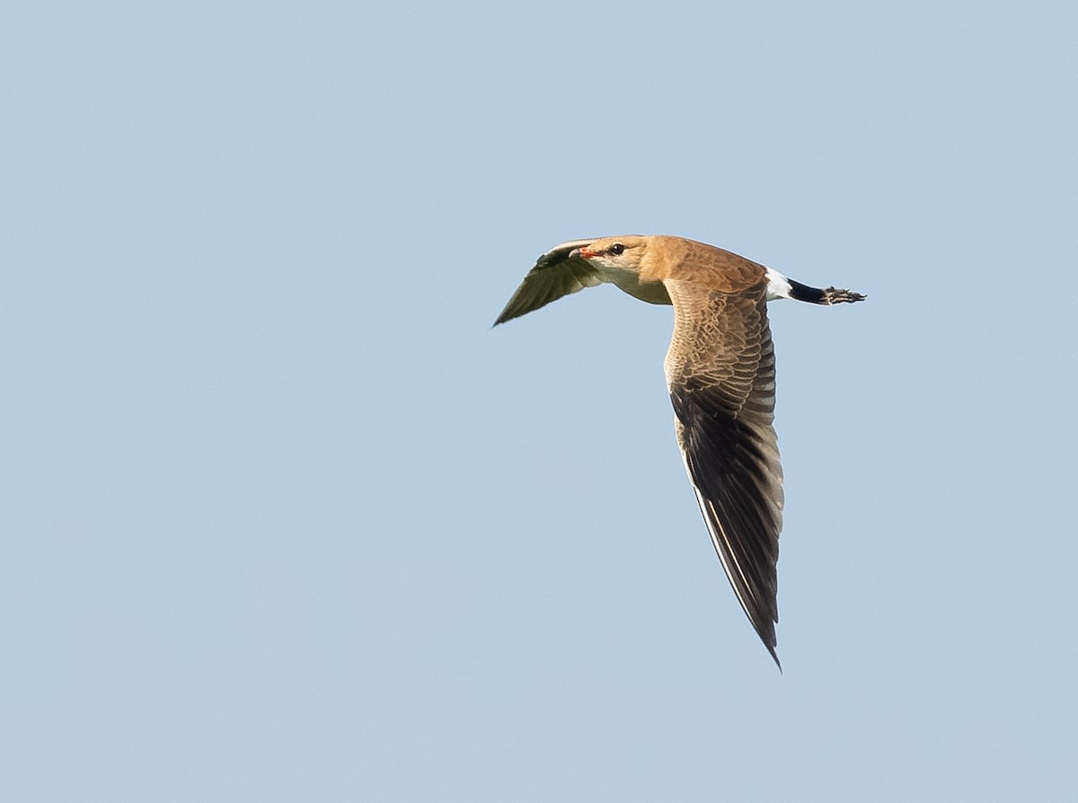 Australian Pratincole - ML610564718