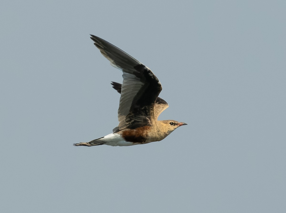 Australian Pratincole - ML610564719